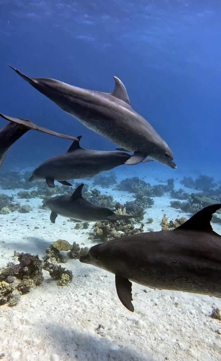 Delfines
