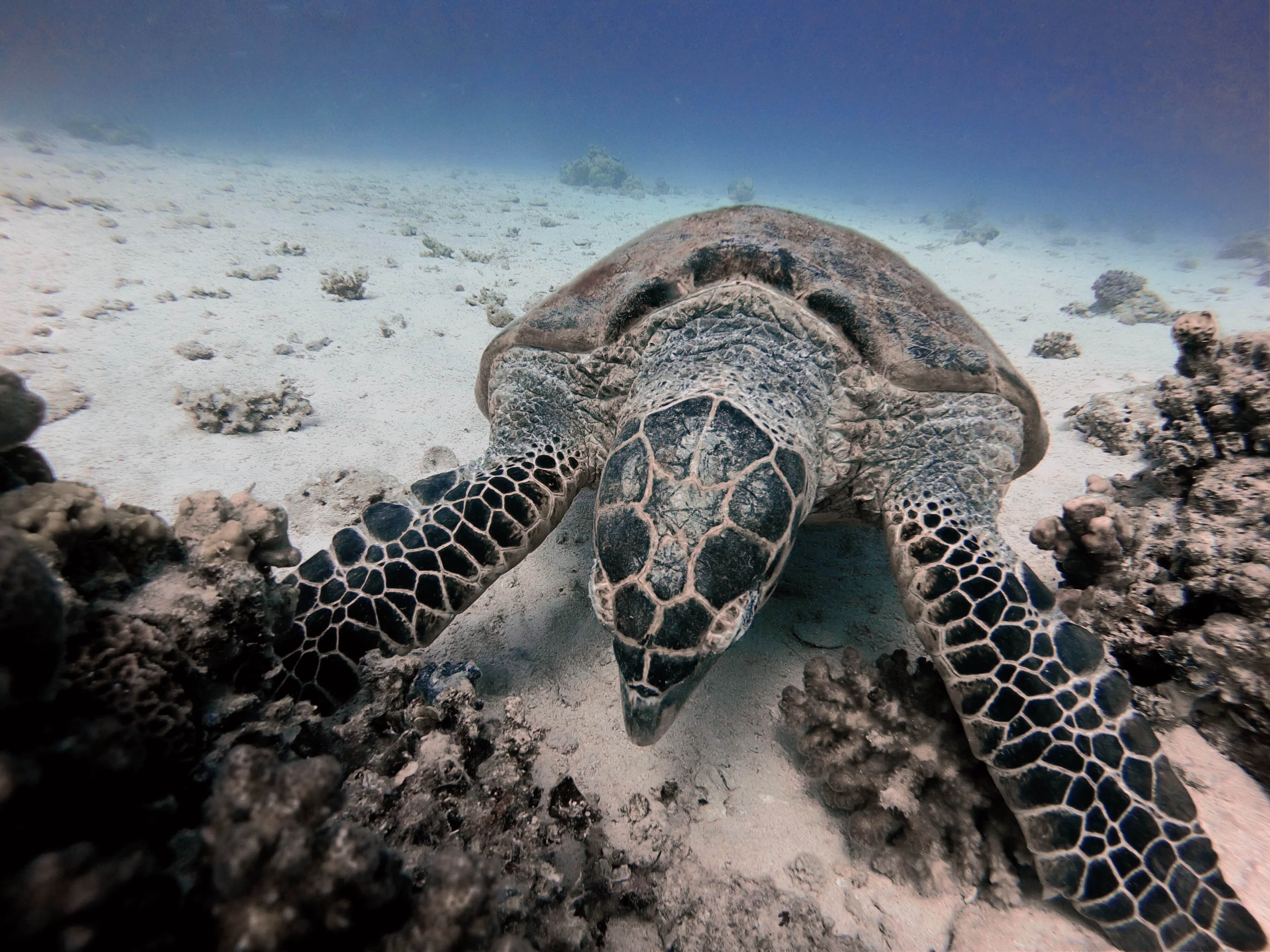 Tortuga Carey